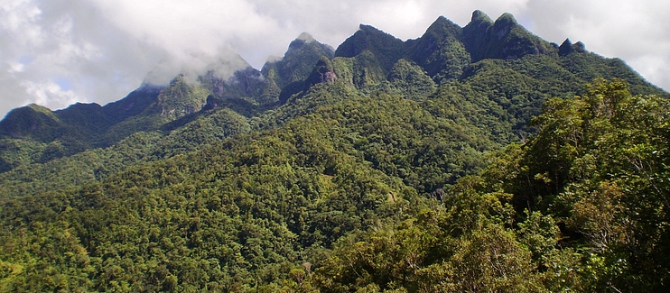 Conservation of the Fiji Acmopyle