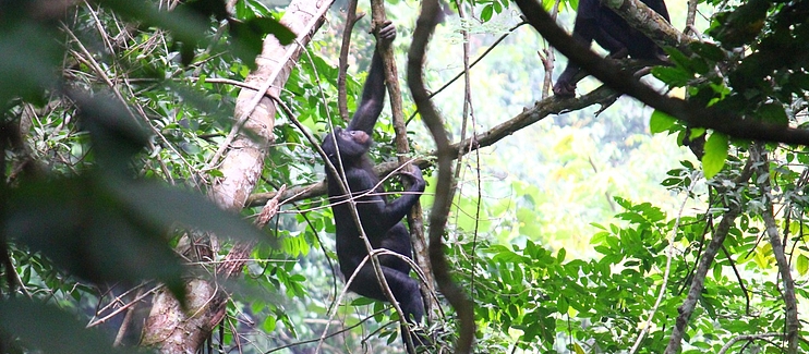 Conservation of the Bonobo in the Bolobo Territory - IUCN SOS