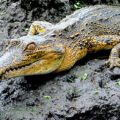 In and ex-situ conservation of Mecistops in the Upper Guinea forest region