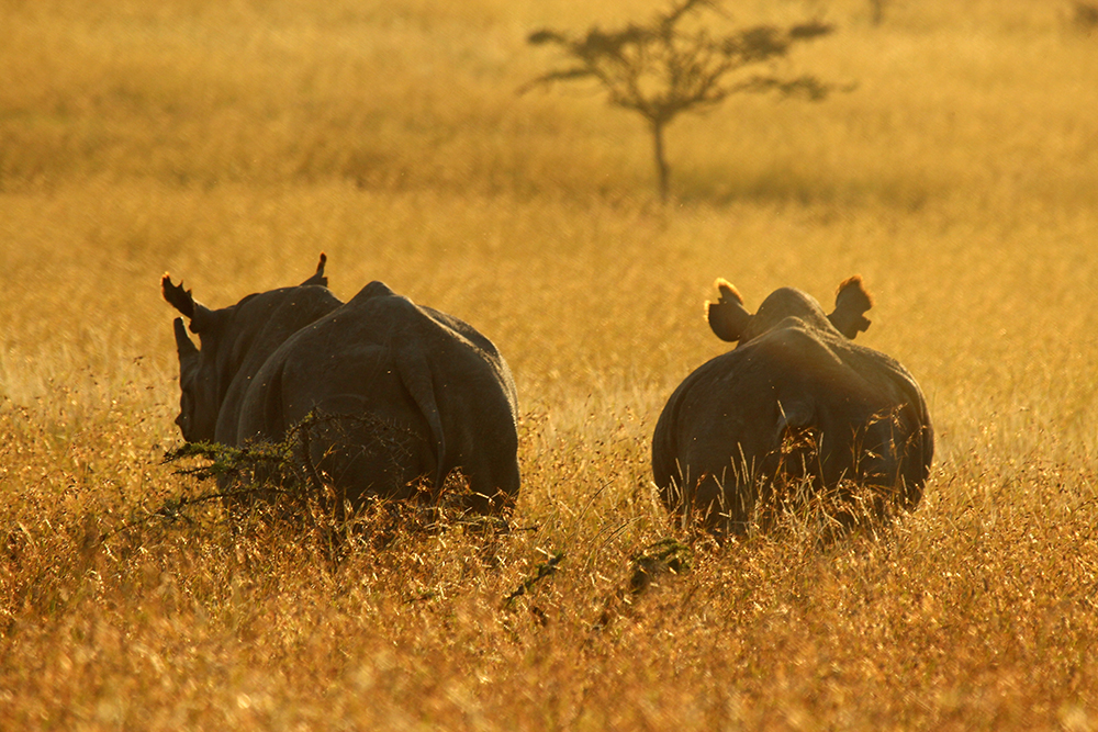 Black Rhinos