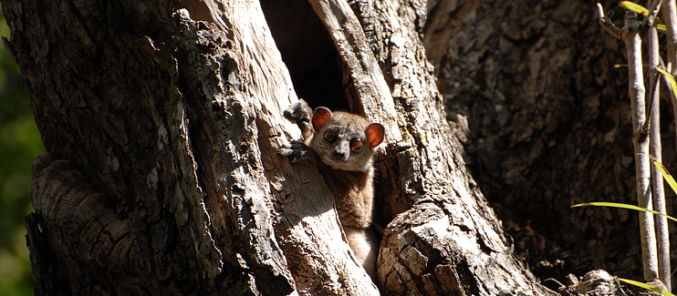 Leveraging biodiversity to rebuild fragile ecosystems in Northern Madagascar with the Northern Sportive Lemur