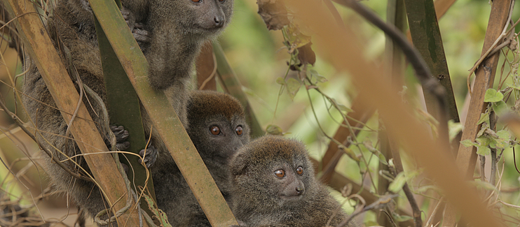 Improving the Conservation Status of the Lac Alaotra Gentle Lemur 2 Improving the conservation status of Hapalemur alaotrensis through habitat protection and community-led sustainable management of the Lac Alaotra new protected area
