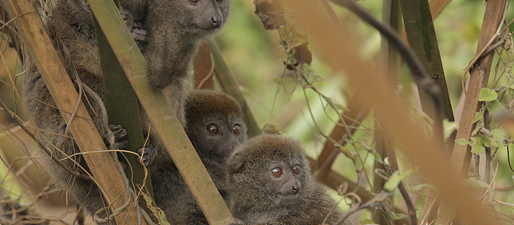 Improving the conservation status of Hapalemur alaotrensis through habitat protection and community-led sustainable management of the Lac Alaotra new protected area