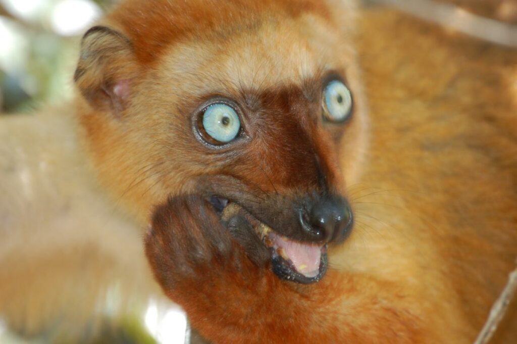 Lemur