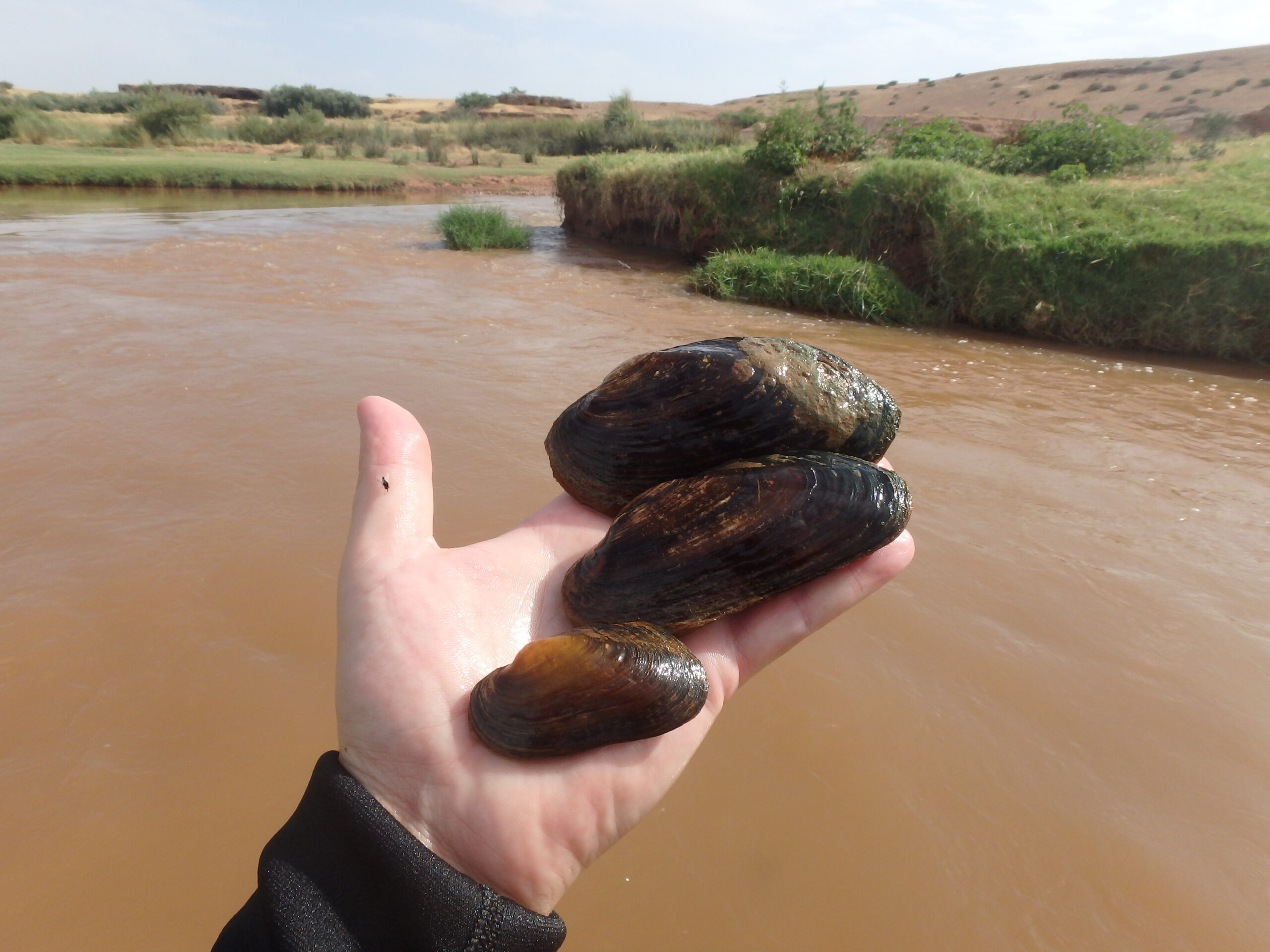 Margaritifera marocana samples