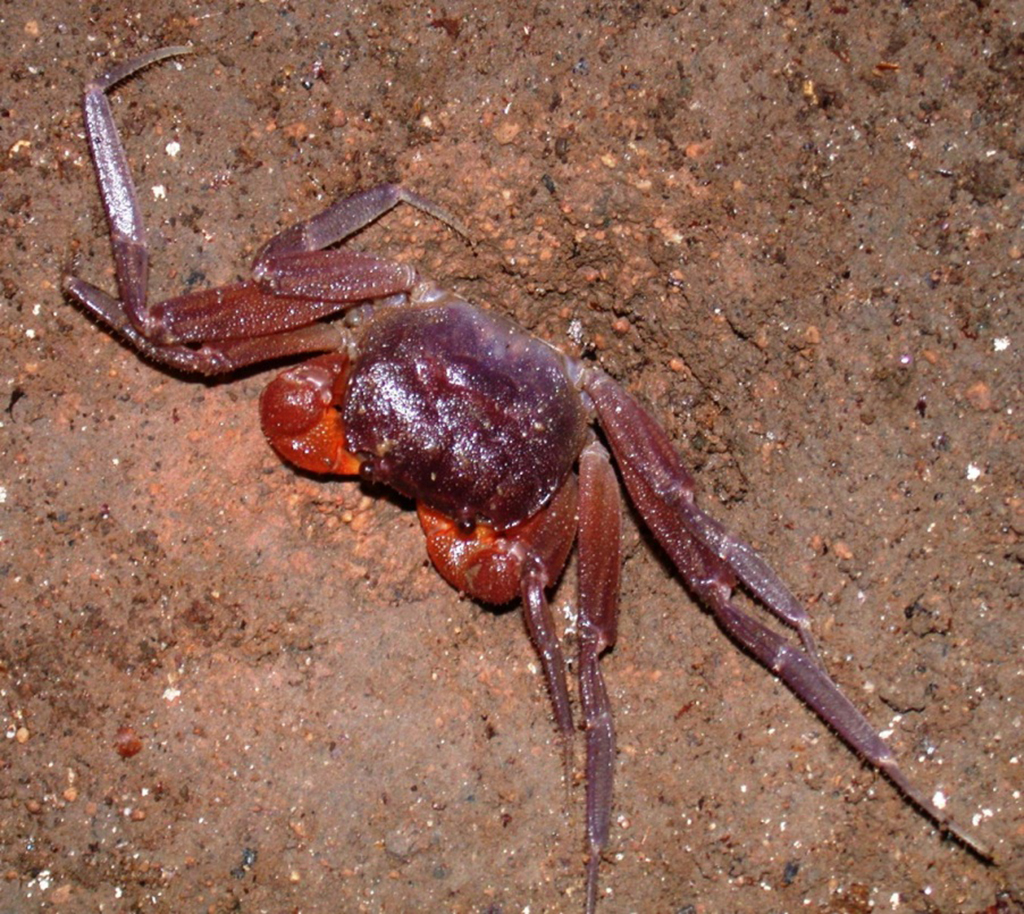 Giri Putri cave crab