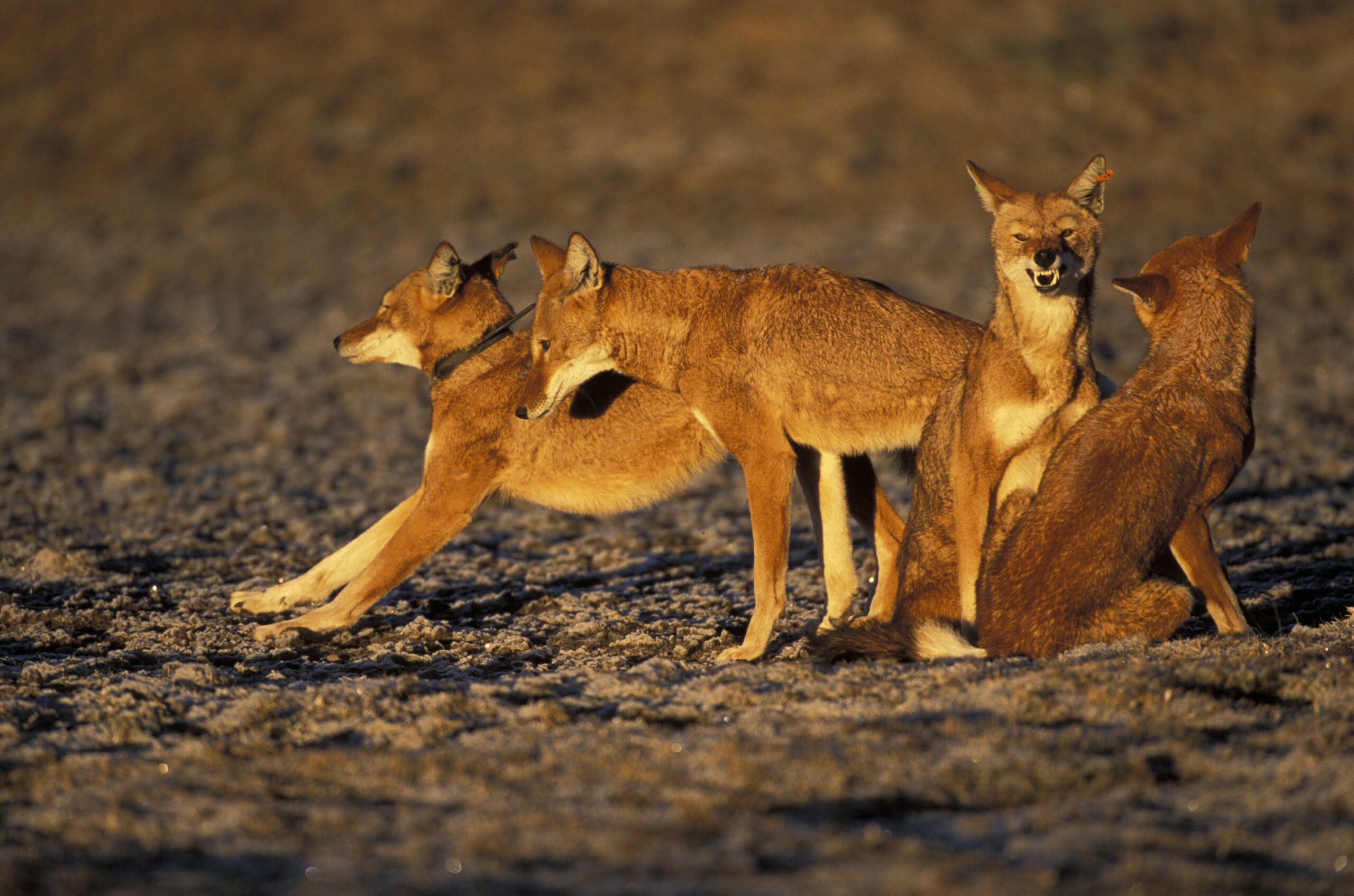 Pack of Ethiopian Wolves