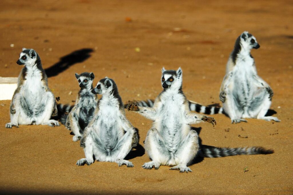 Ring-tailed Lemurs Lemur catta Endangered