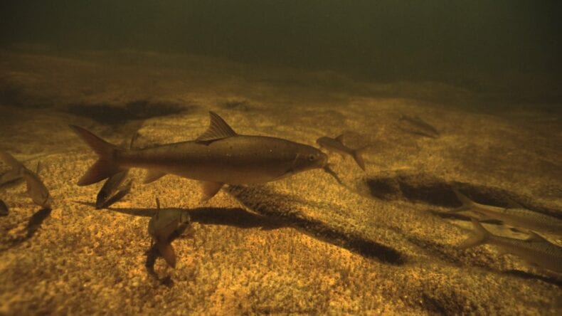 Clanwilliam Sandfish (EN) Labeo seeberi