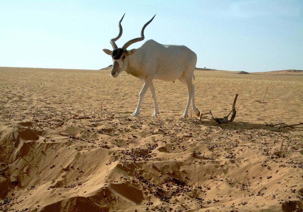 Addax