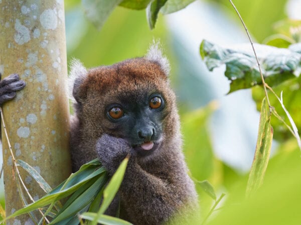  Greater bamboo lemur