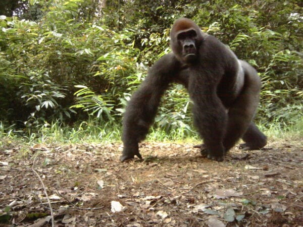 Gorilla caught by a camera trap