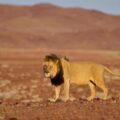 Male Lion in Obab River catchement