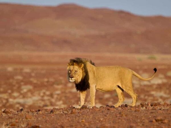 Male Lion in Obab River catchement