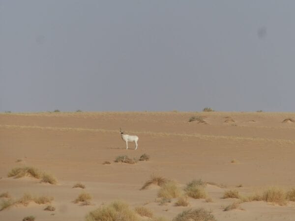 Lone Addax in Niger