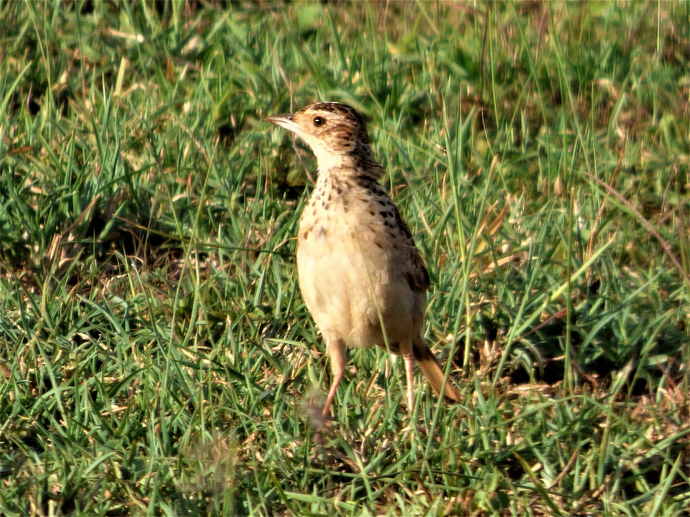 Liben Lark on the grasslands of the Liben Plain