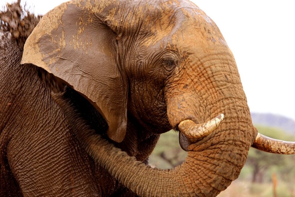 Putting species at the heart of action 6 African Elephant in Namibia