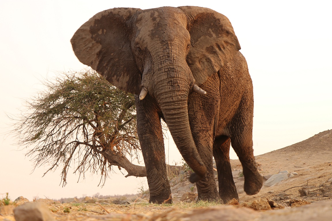 Muddy African Elephant in Zimbabwe