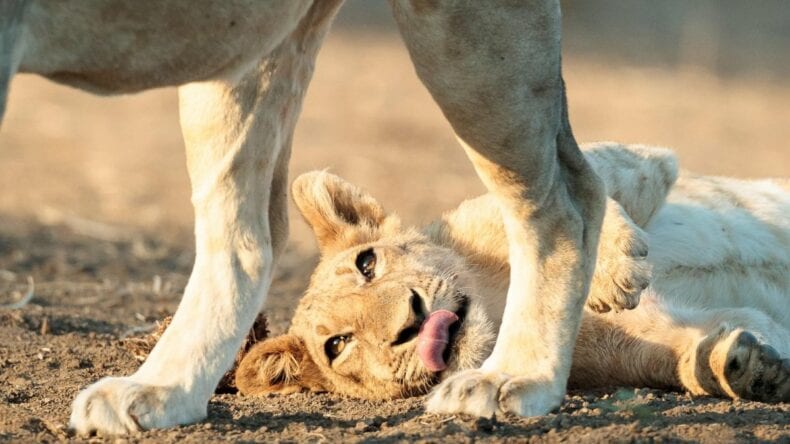 Top 5 Reasons Lions Are Considered King of the Jungle - A-Z Animals