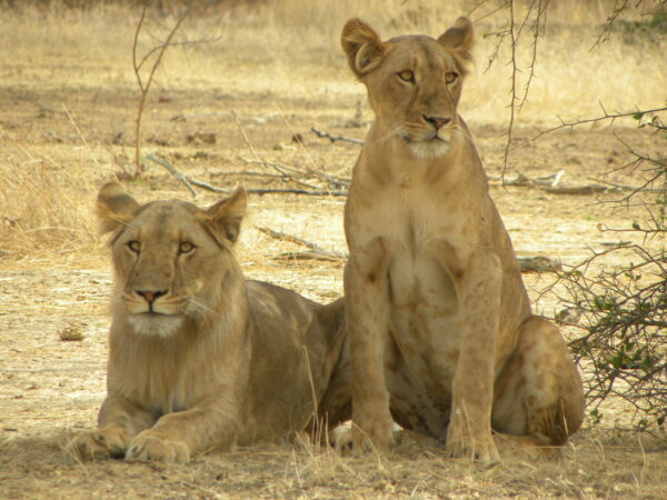 Protecting Large Carnivores and their Habitats at Park W