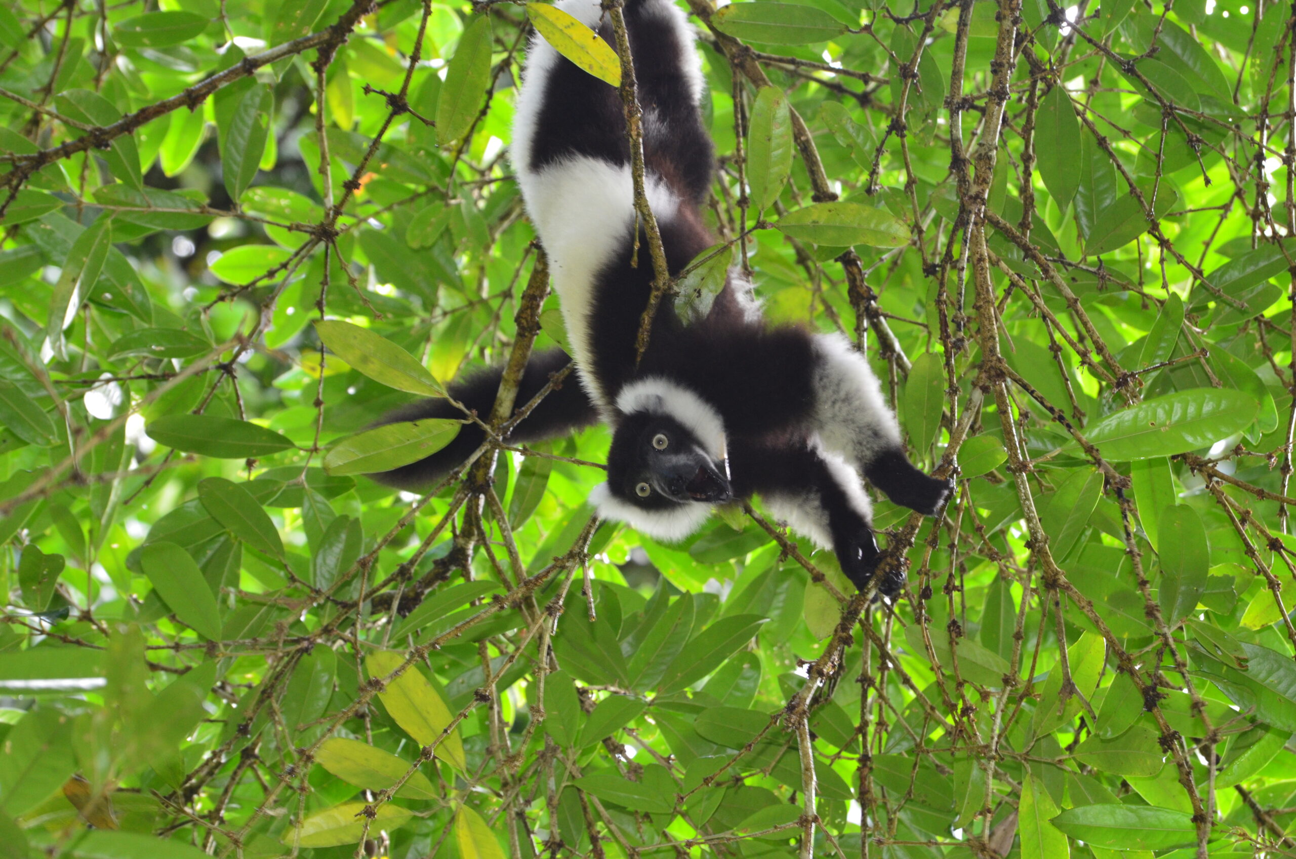 Varecia variegata hanging from trees