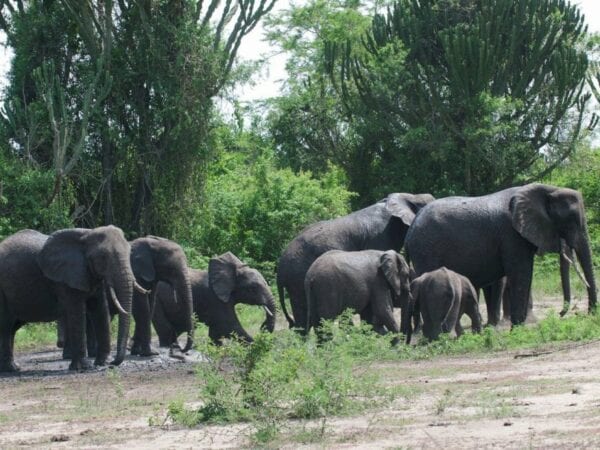 A group of Elephants in Muchision Falls National Park