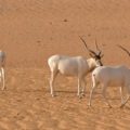 Addax facing imminent extinction