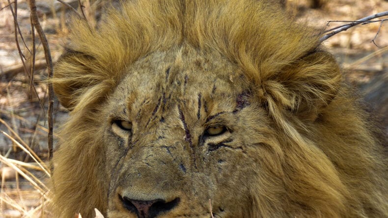 Battle-scarred male lion in Kafue