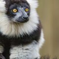 Saving Critically Endangered lemurs