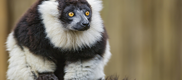 Saving Critically Endangered lemurs