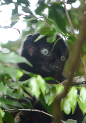 Blue-eyed Black Lemur (CR) in Sahamalaza Iles Radama National Park