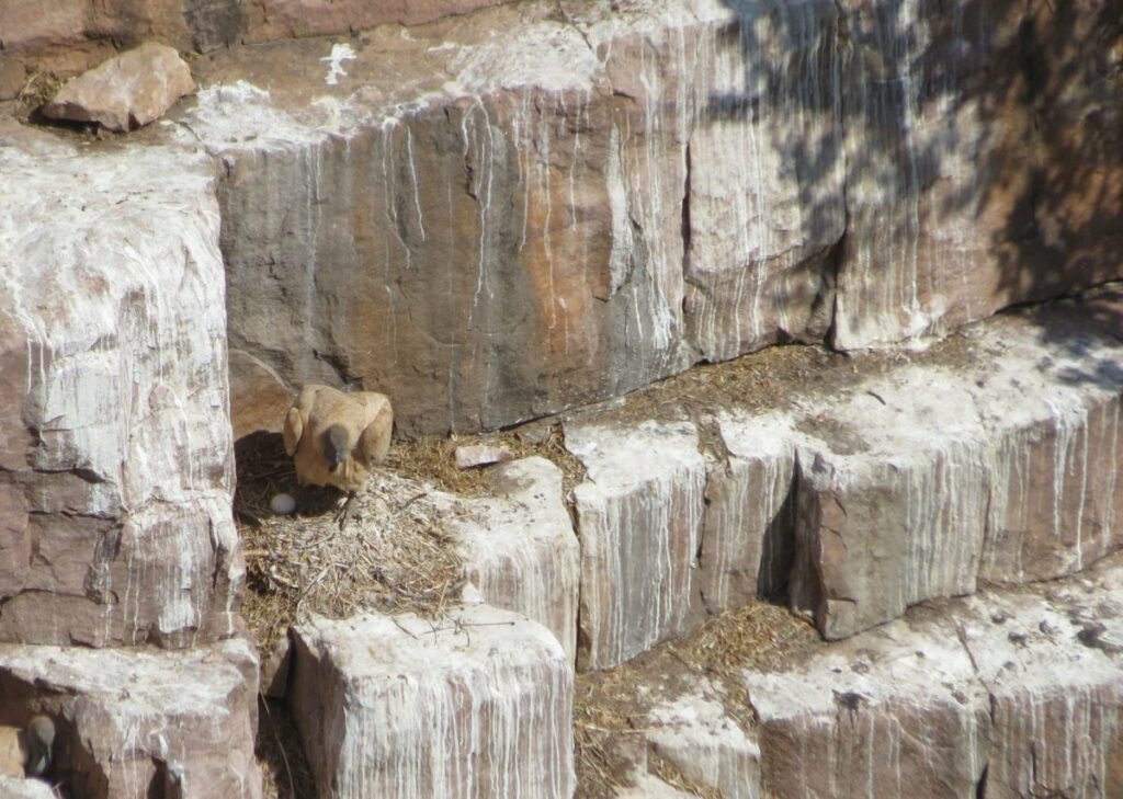 Vulture guarding their nest and egg