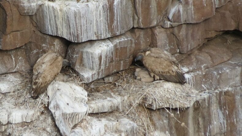 Two Cape vultures