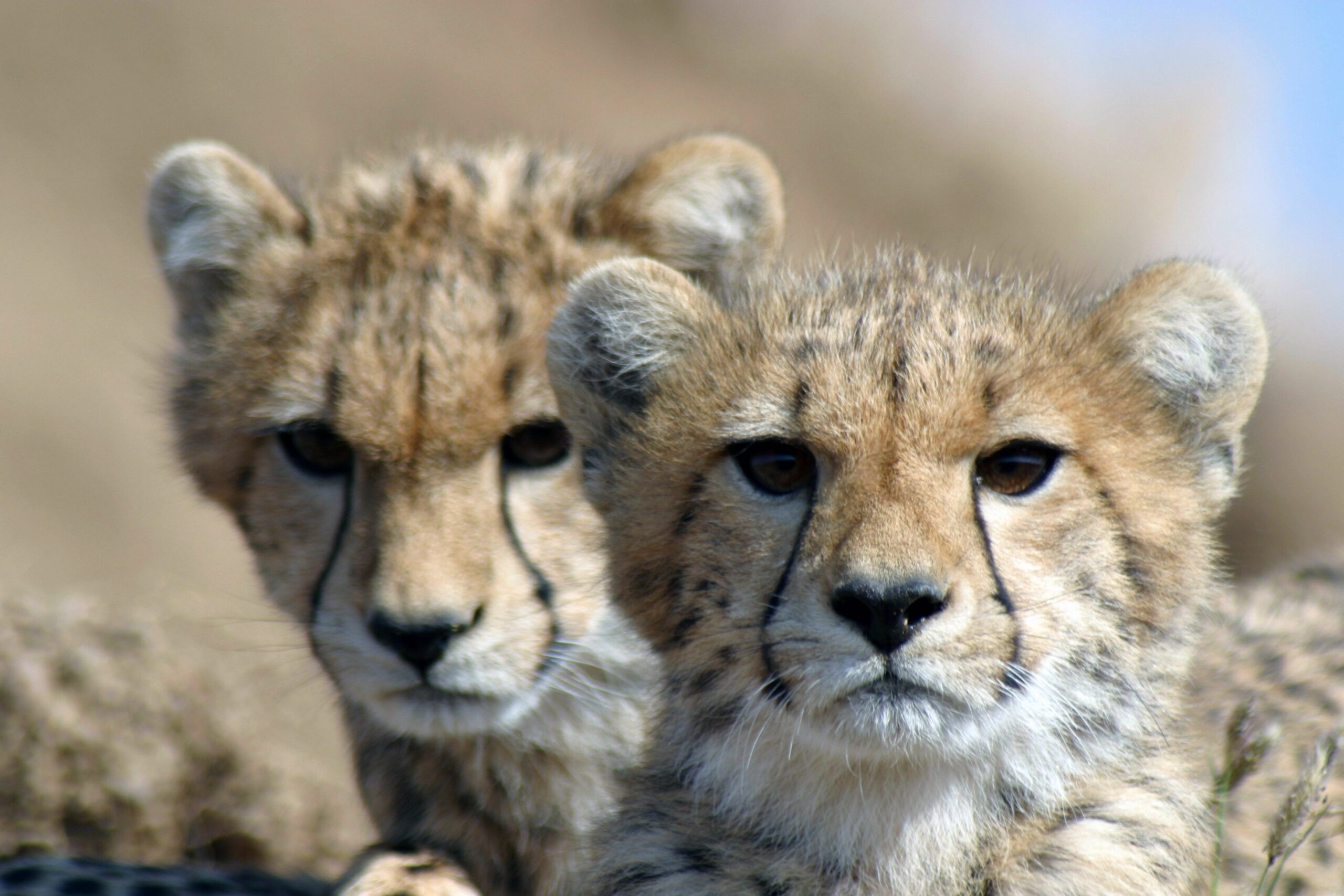 Cheetah cubs KAZA