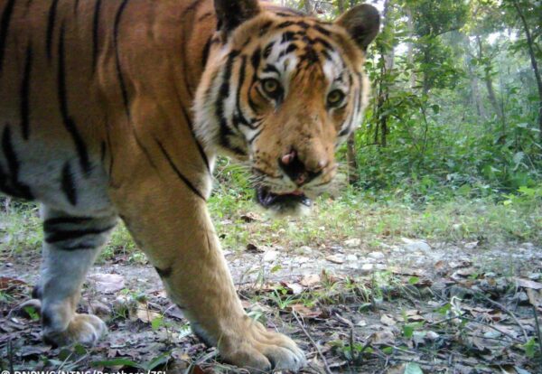 Tiger camera trap photo from Parsa National Park