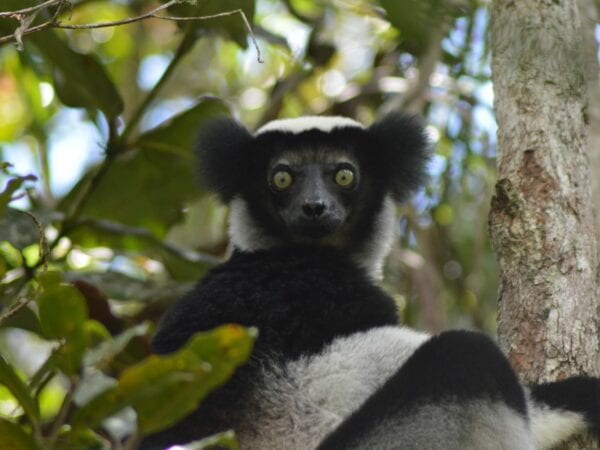 Indri sitting in tree