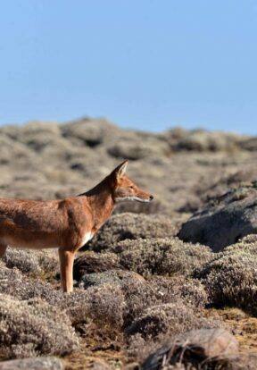 Ethiopian wolf hunting in Helichrysum, Sanetti Plateau Bale Mountains National Park