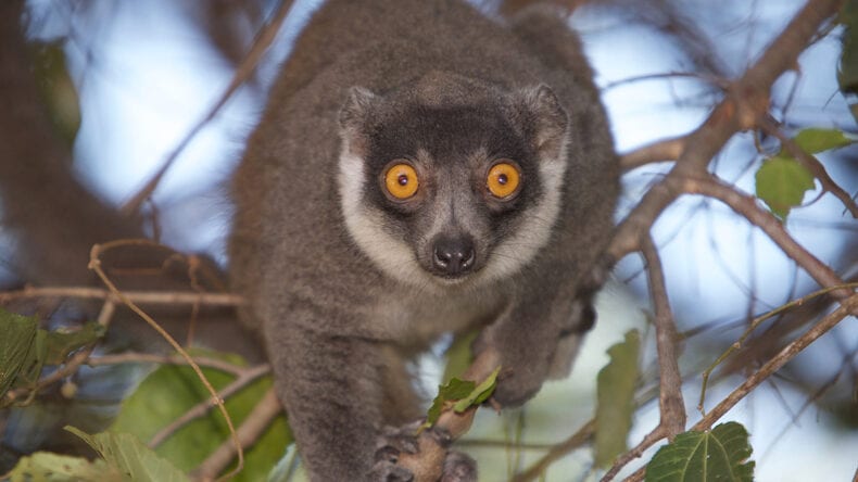 Female mongoose lemur (Eulemur mongoz) (CR)