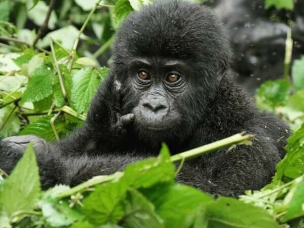 Mountain Gorilla in the wild