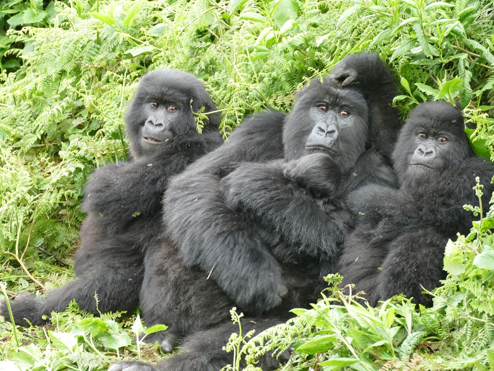 Female Mountain Gorilla with her infants