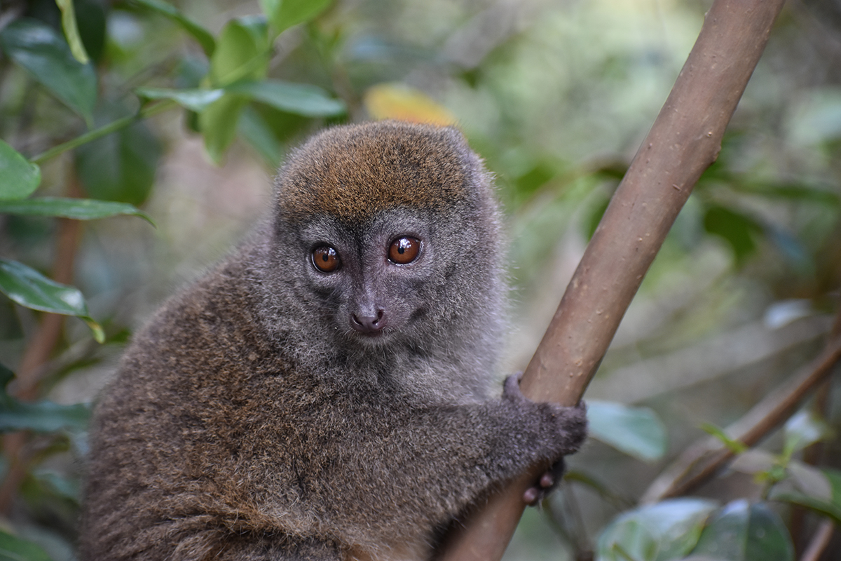 Gilbert's Lesser Bamboo Lemur (Hapalemur griseus ssp. gilberti) is one IUCN SOS target species