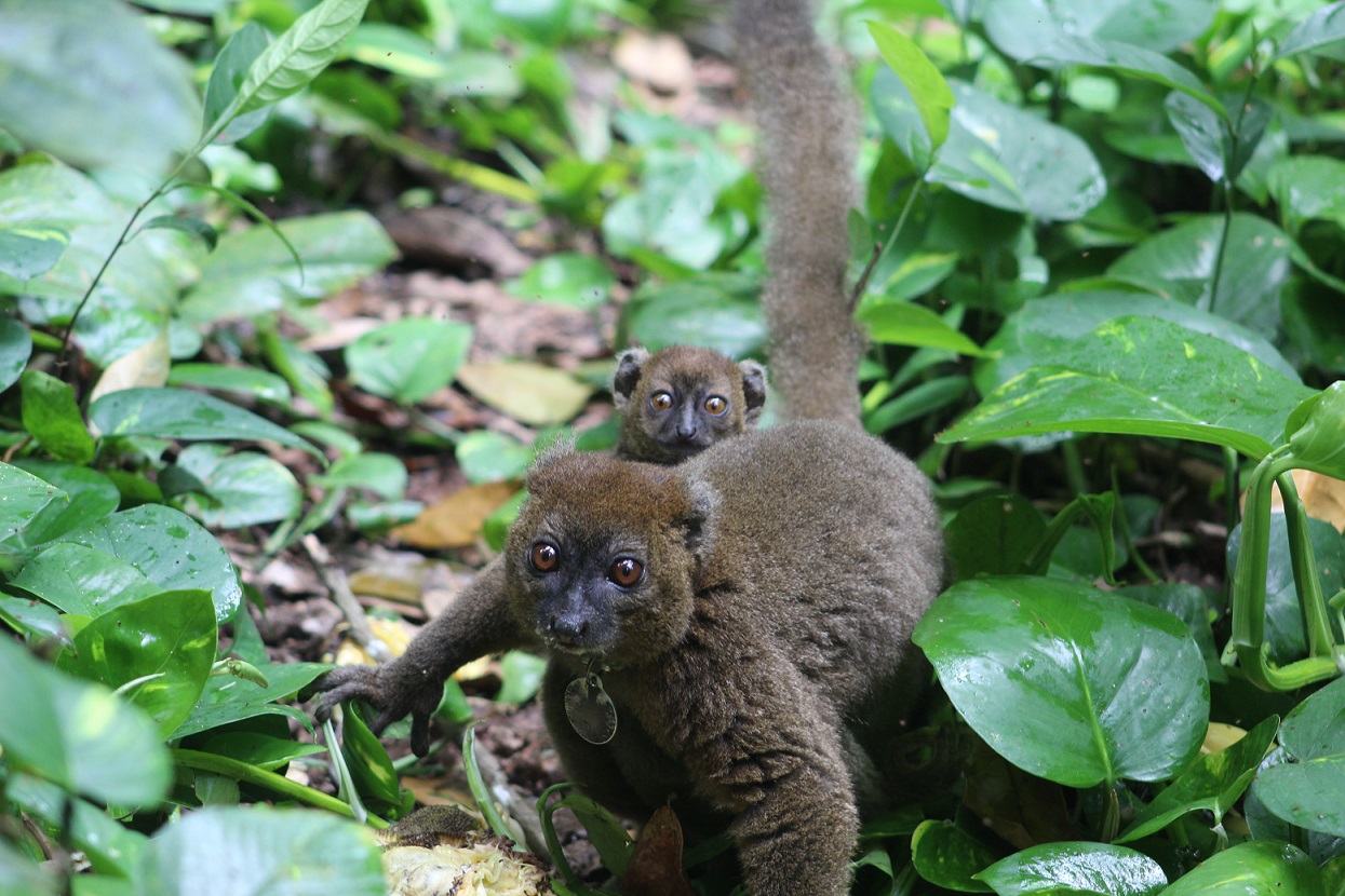 Greater Bamboo Lemur in Kianjavato