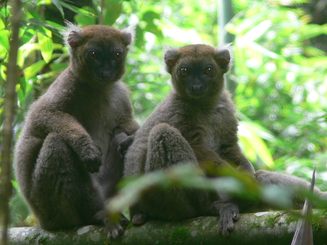 Improving the Habitat Sustainability of Lemurs in the Ankeniheny