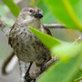 Conservation and range expansion of the critically endangered Mangrove Finch (Camarhynchus heliobates) on Isabela Island