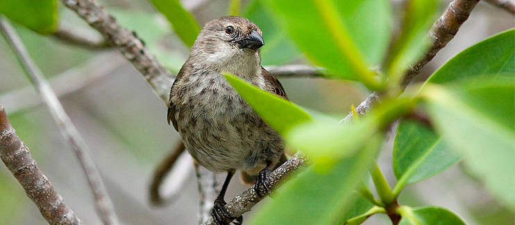 Conservation and Range Expansion of the Critically Endangered Mangrove Finch on Isabela Island 2 Conservation and range expansion of the critically endangered Mangrove Finch (Camarhynchus heliobates) on Isabela Island