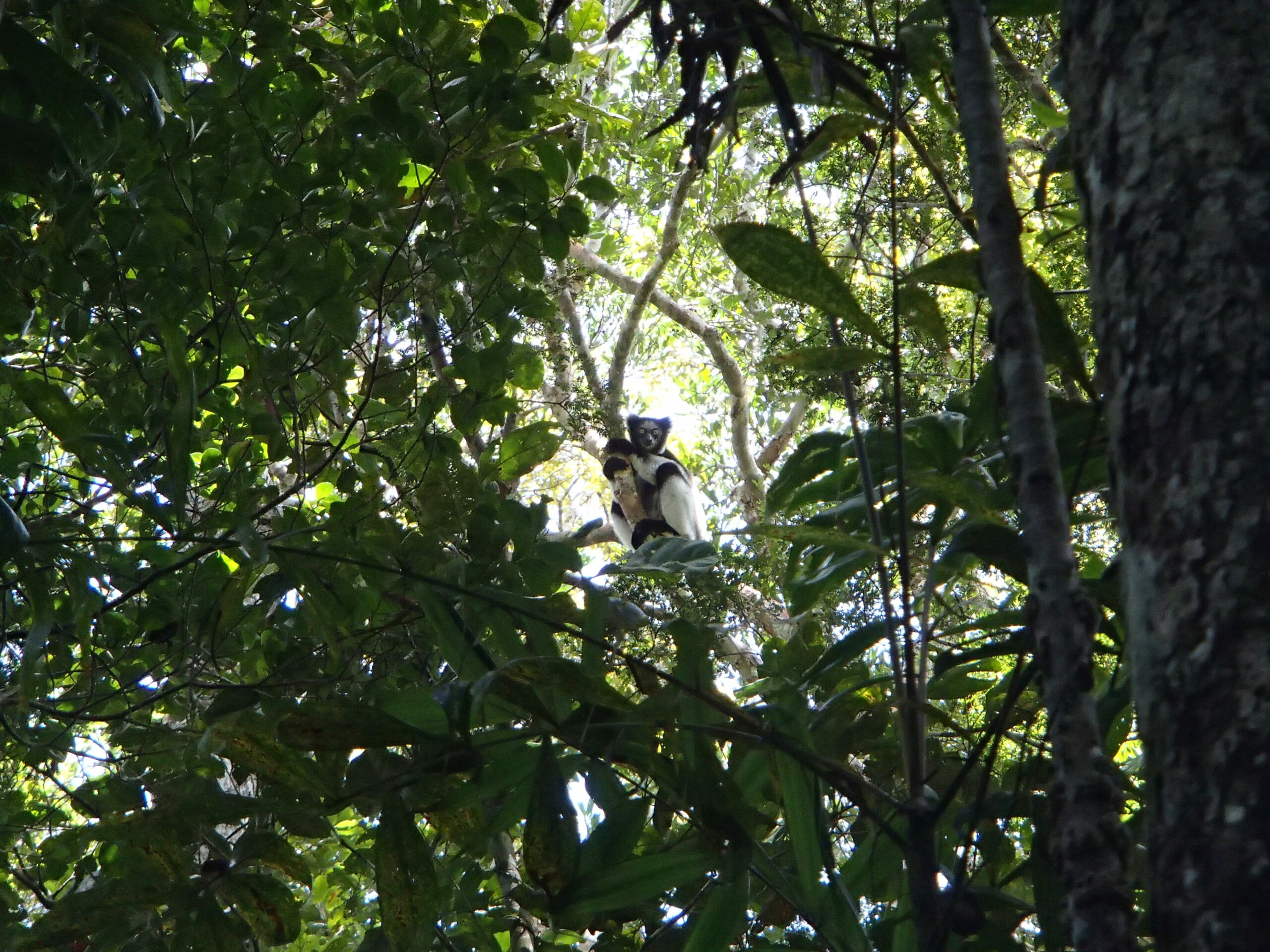 Indri in the Ankeniheny-Zahamena Corridor