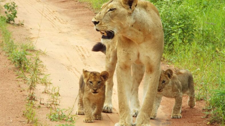 Some of Ruaha's next generation of lions out for a walk