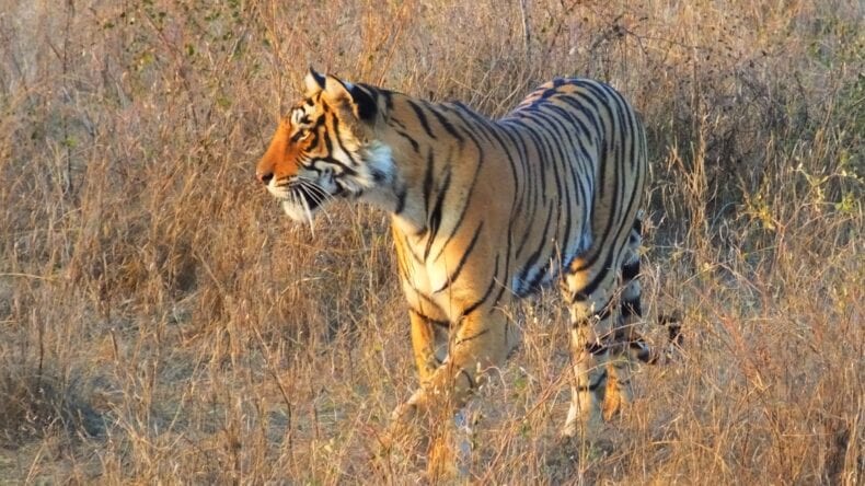 Education as a Tool for Tiger Conservation in India - IUCN SOS