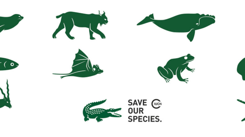 Vanvid Udløbet opretholde 2019 LACOSTE - Save Our Species - IUCN SOS