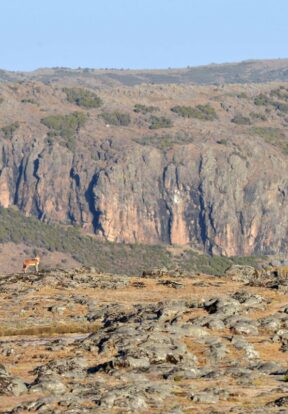 Landscape and Ethiopian wolf in Sanetti Plateau - Bale Mountains National Park